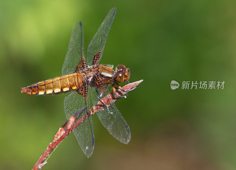 雌性宽体追逐者(Libellula depressa)